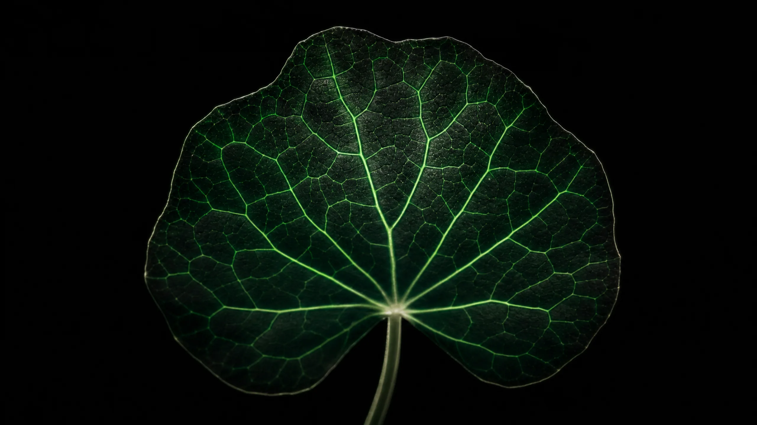 Backlit botanical leaf specimen with luminous green vein network suggesting vascular structures on pure black background.